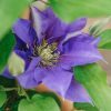 Plants Clematis Cottage Garden | Clematis Olympia