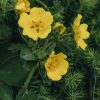 Plants Potentilla Cottage Garden | Potentilla Megalantha
