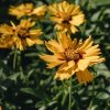 Plants Coreopsis Cottage Garden | Coreopsis Bright Torch