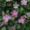 Plants Erodium Pollinator Garden | Erodium Bishop'S Form