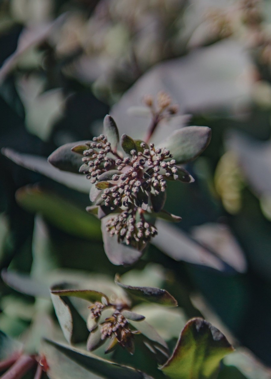 Plants Sedum Pollinator Garden | Buy Sedum Mohave Jewels Sapphire