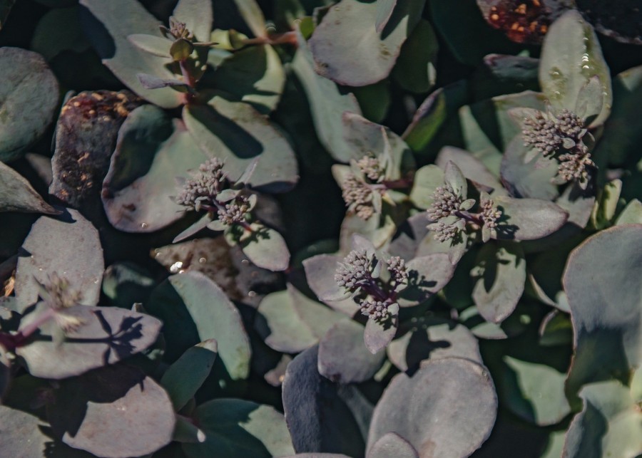 Plants Sedum Pollinator Garden | Buy Sedum Mohave Jewels Sapphire