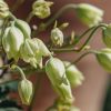 Plants Clematis Pollinator Garden | Clematis Avalanche