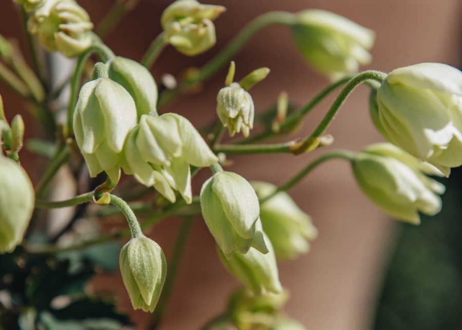 Plants Clematis Pollinator Garden | Clematis Avalanche