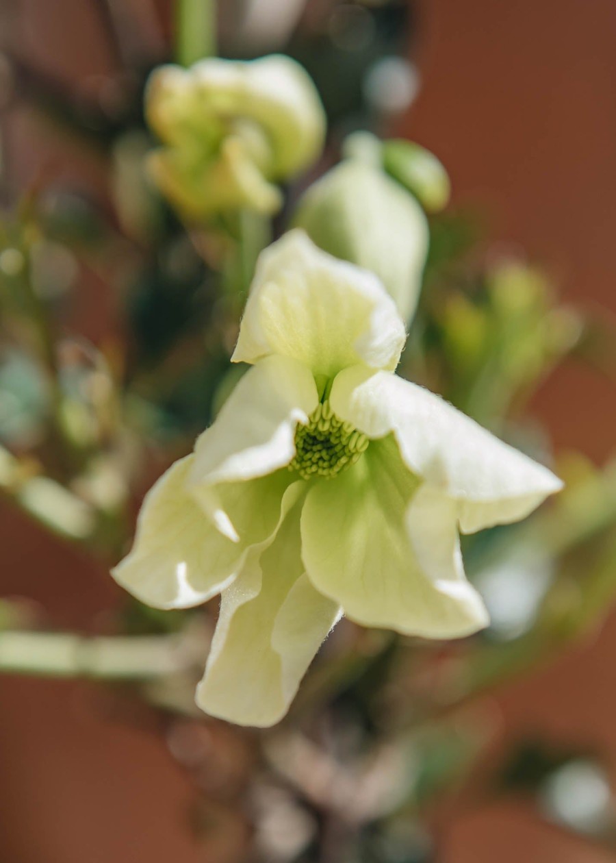 Plants Clematis Pollinator Garden | Clematis Avalanche