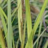 Plants Panicum Prairie Garden | Panicum Virgatum Warrior