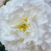 Plants Taylors Bulbs Begonia, Canna, Crocosmia And More Bulbs | Begonia 'White Double', Pack Of 5 Tubers