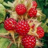 Plants Japanese Wineberry Kitchen Garden | Rubus Phoenicolasius (Japanese Wineberry)