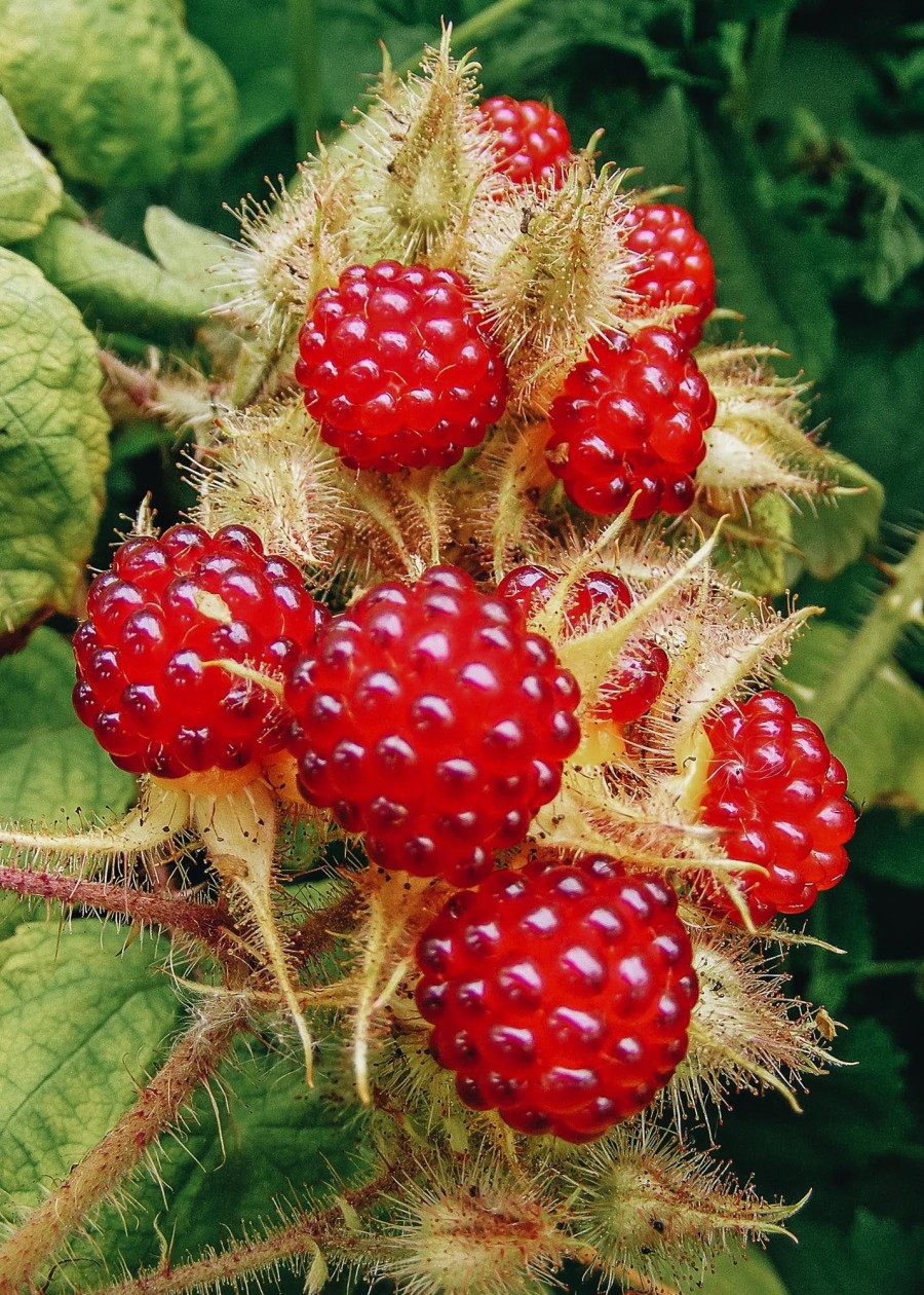 Plants Japanese Wineberry Kitchen Garden | Rubus Phoenicolasius (Japanese Wineberry)