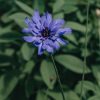 Plants Catananche Pollinator Garden | Catananche Caerulea Blue