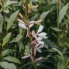 Plants Gaura Pollinator Garden | Gaura Ellura White