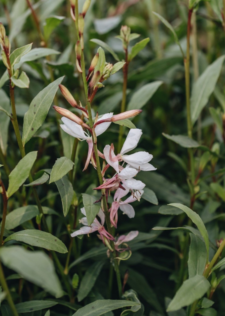 Plants Gaura Pollinator Garden | Gaura Ellura White