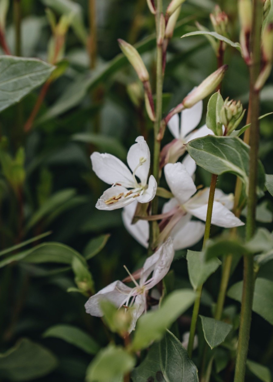 Plants Gaura Pollinator Garden | Gaura Ellura White