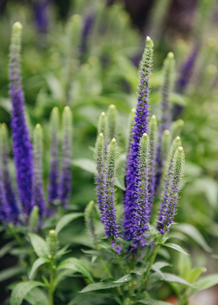 Plants Veronica Pollinator Garden | Veronica Ulster Blue Dwarf/Royal Candles