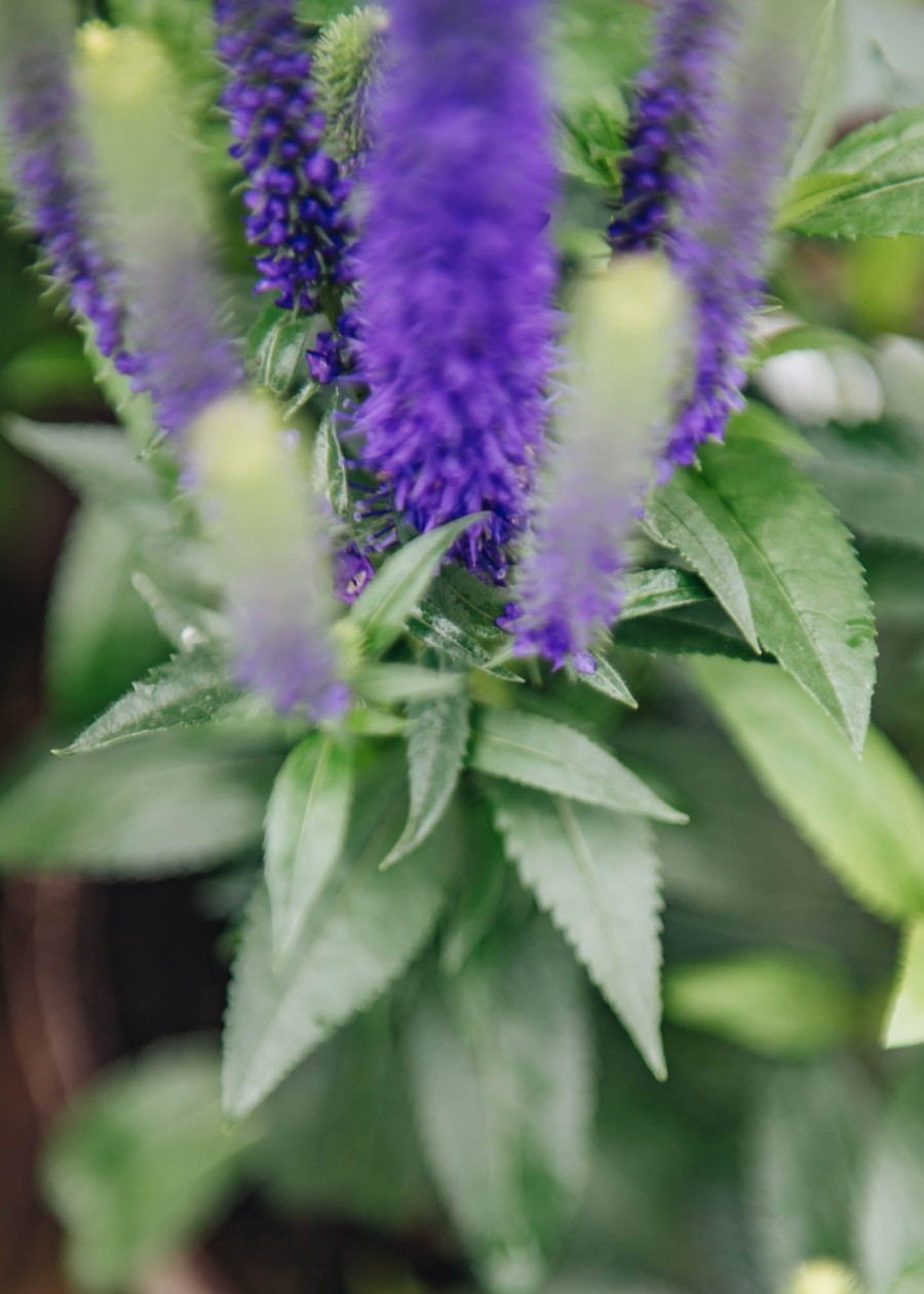 Plants Veronica Pollinator Garden | Veronica Ulster Blue Dwarf/Royal Candles