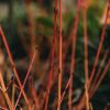 Plants Cornus Cottage Garden | Cornus Sanguinea Midwinter Fire 3L