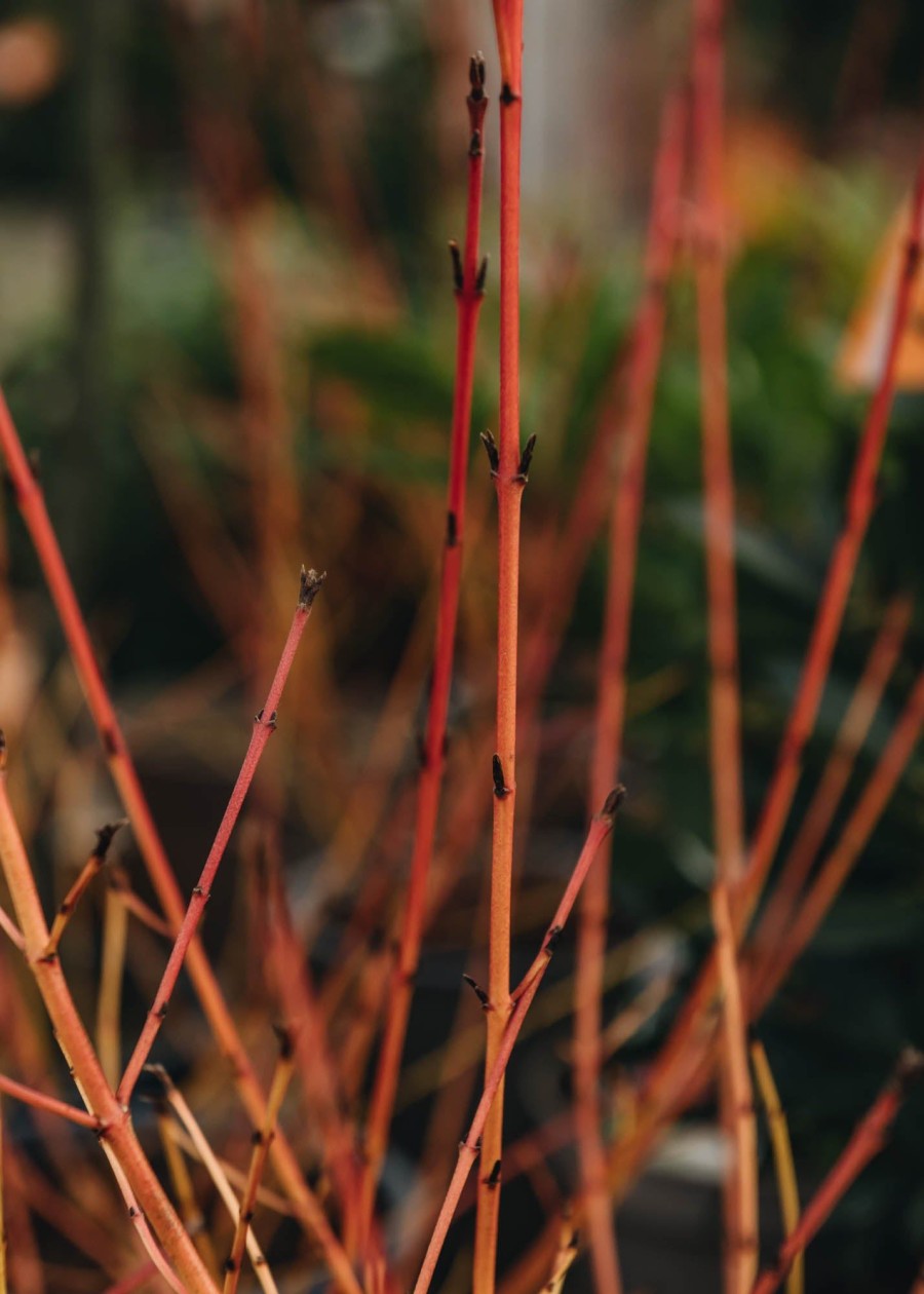 Plants Cornus Cottage Garden | Cornus Sanguinea Midwinter Fire 3L