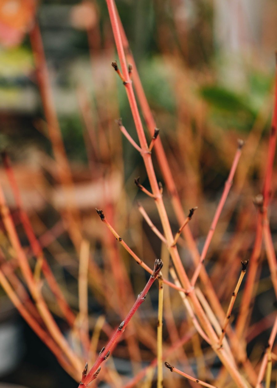 Plants Cornus Cottage Garden | Cornus Sanguinea Midwinter Fire 3L