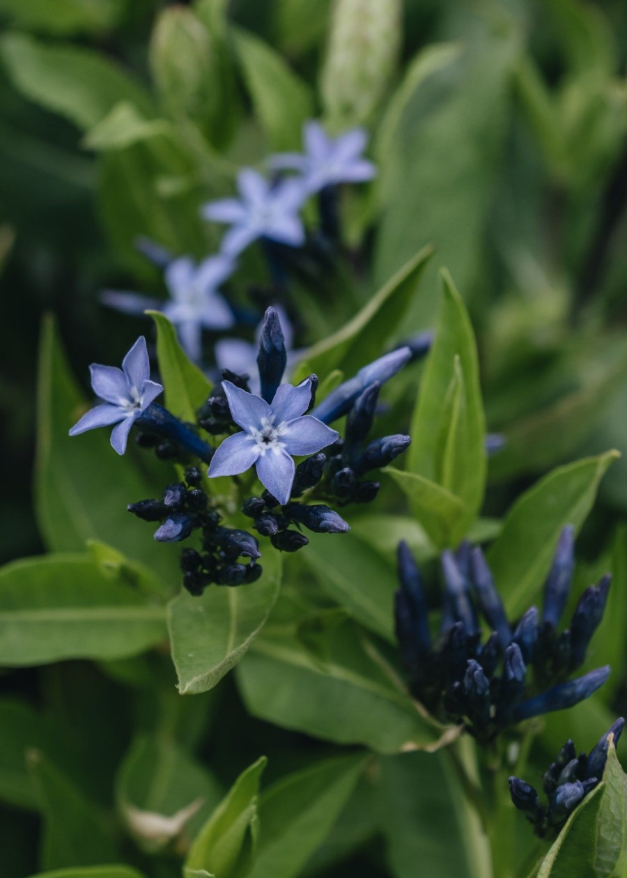 Plants Amsonia Cottage Garden | Amsonia Blue Ice