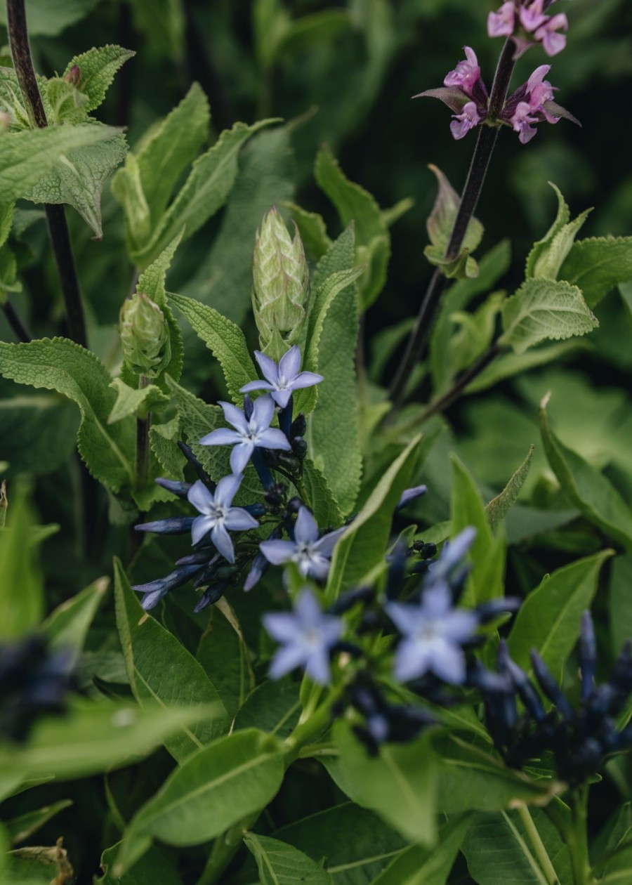 Plants Amsonia Cottage Garden | Amsonia Blue Ice