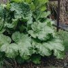 Plants Rhubarb Kitchen Garden | Rheum Timperley Early Agm