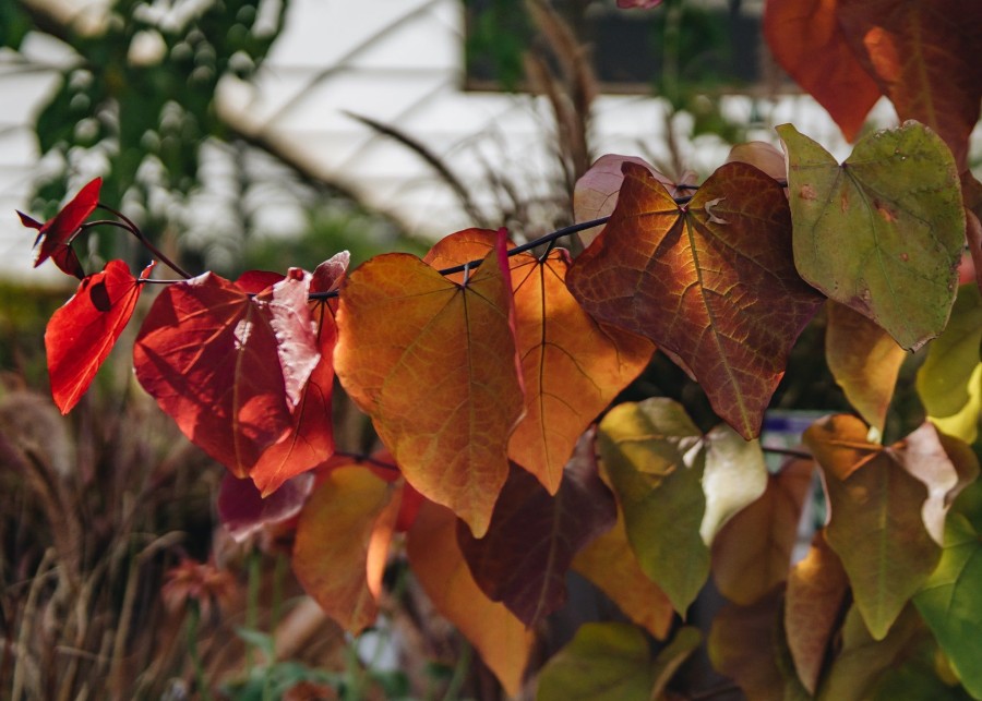 Plants Cercis Trees & Shrubs | Cercis Canadensis Eternal Flame