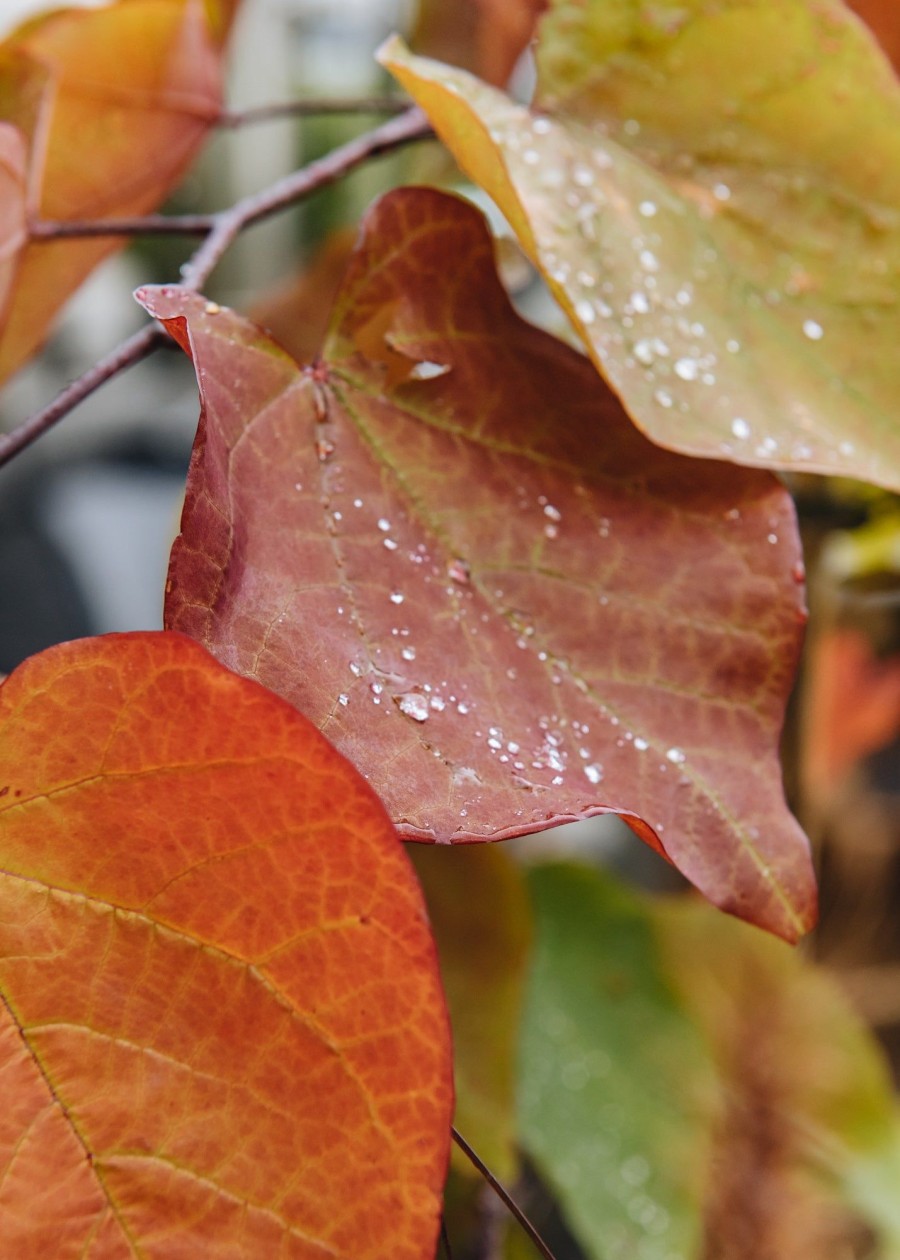 Plants Cercis Trees & Shrubs | Cercis Canadensis Eternal Flame