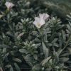 Plants Convolvulus Pollinator Garden | Convolvulus Cneorum Agm