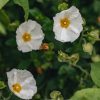 Plants Cistus Cottage Garden | Cistus Thrive