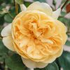 Plants David Austin Roses David Austin Roses | David Austin Rosa Bring Me Sunshine