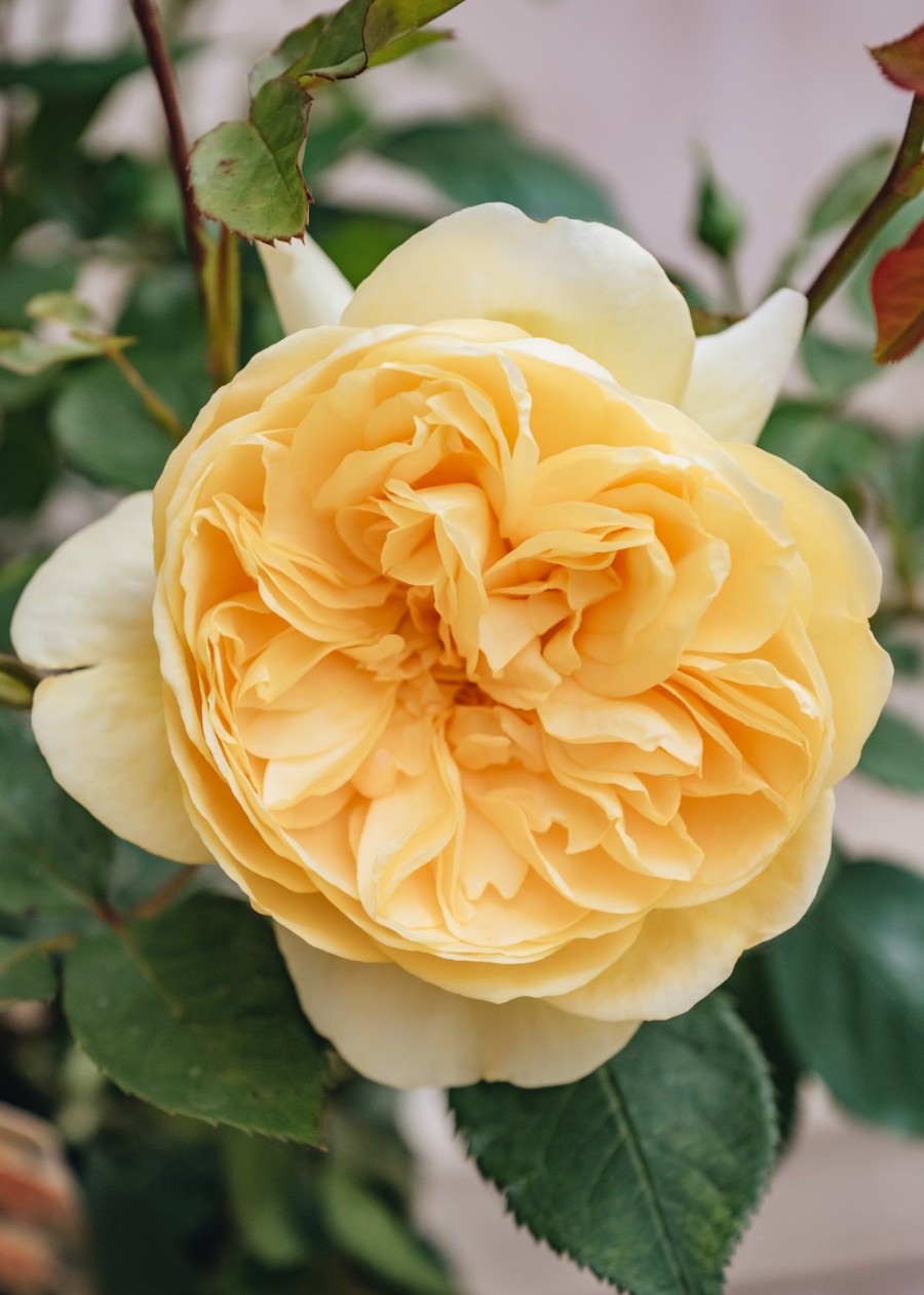 Plants David Austin Roses David Austin Roses | David Austin Rosa Bring Me Sunshine