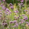 Plants Verbena Pollinator Garden | Verbena Bonariensis 3L