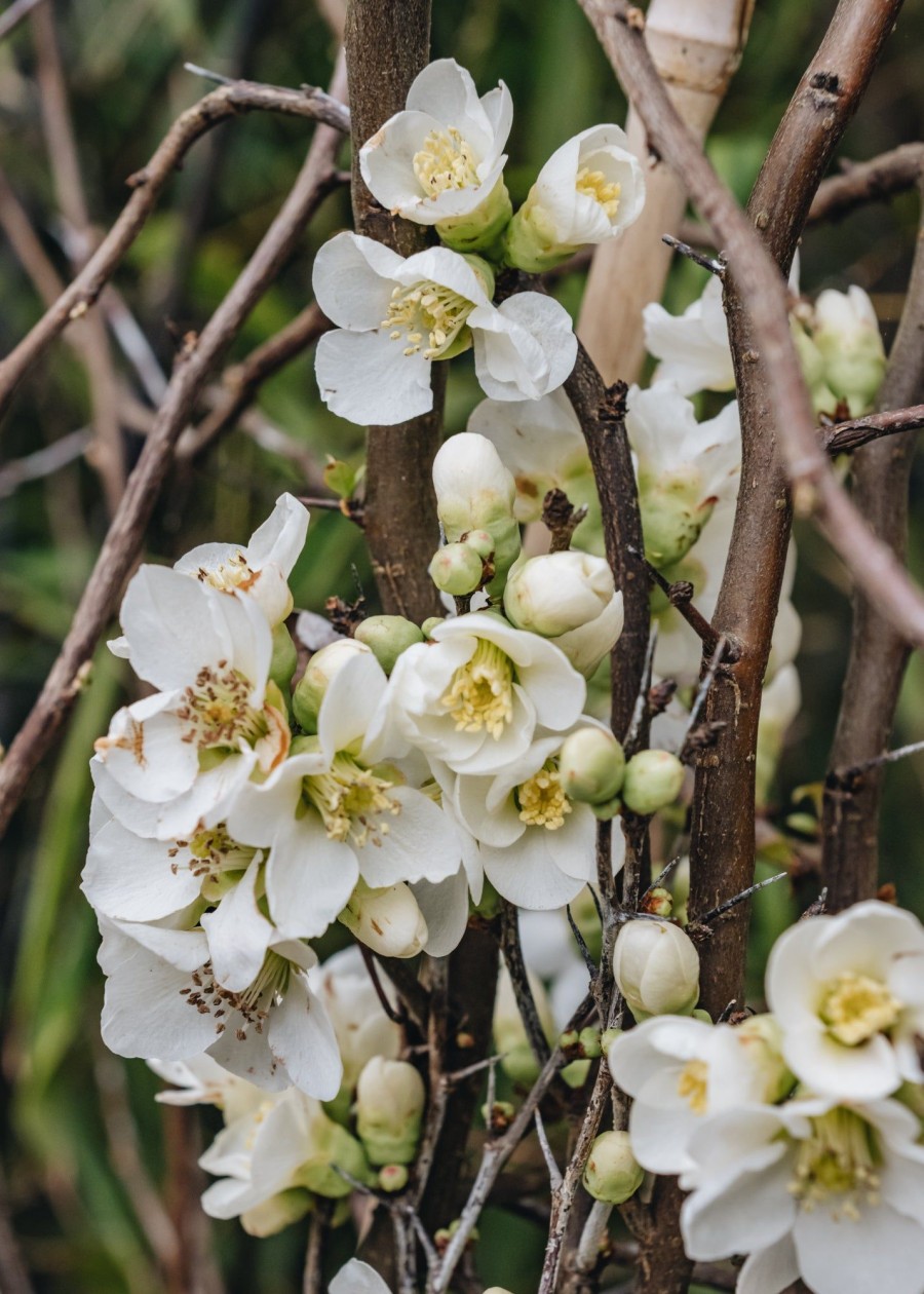 Plants Chaenomeles Pollinator Garden | Chaenomeles Speciosa Nivalis 3L