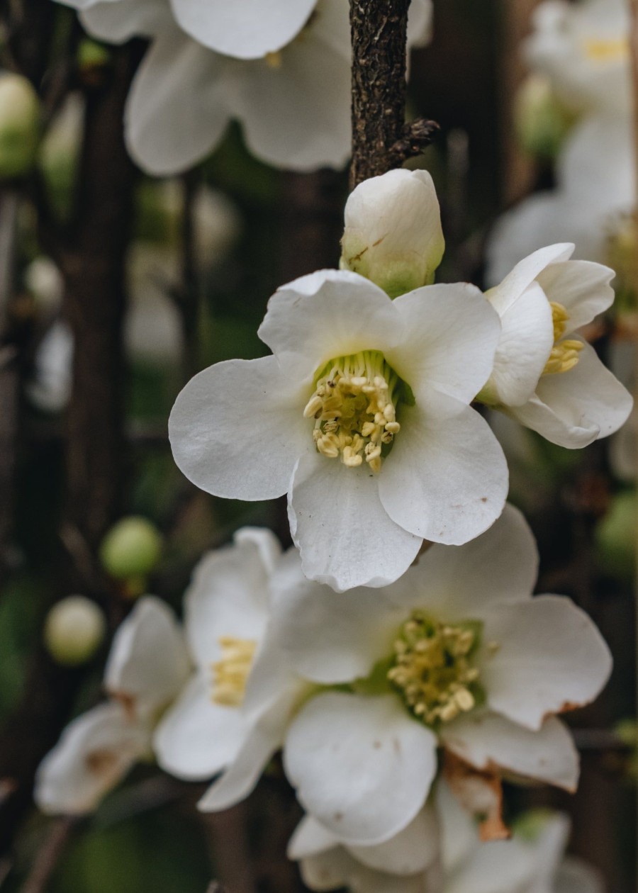 Plants Chaenomeles Pollinator Garden | Chaenomeles Speciosa Nivalis 3L