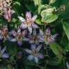 Plants Tricyrtis Cottage Garden | Tricyrtis Pink Freckles 3L