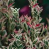 Plants Japanese Spindle Cottage Garden | Euonymous Japonica White Spire