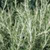 Plants Rosemary Kitchen Garden | Rosmarinus Officinalis Roman Beauty