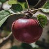 Plants Apple Tree Pollinator Garden | Malus Domestica Spartan M26 (Apple) 12L