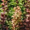 Plants Berberis Pollinator Garden | Berberis Thunbergii Orange Rocket