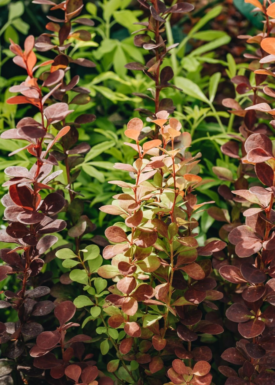 Plants Berberis Pollinator Garden | Berberis Thunbergii Orange Rocket