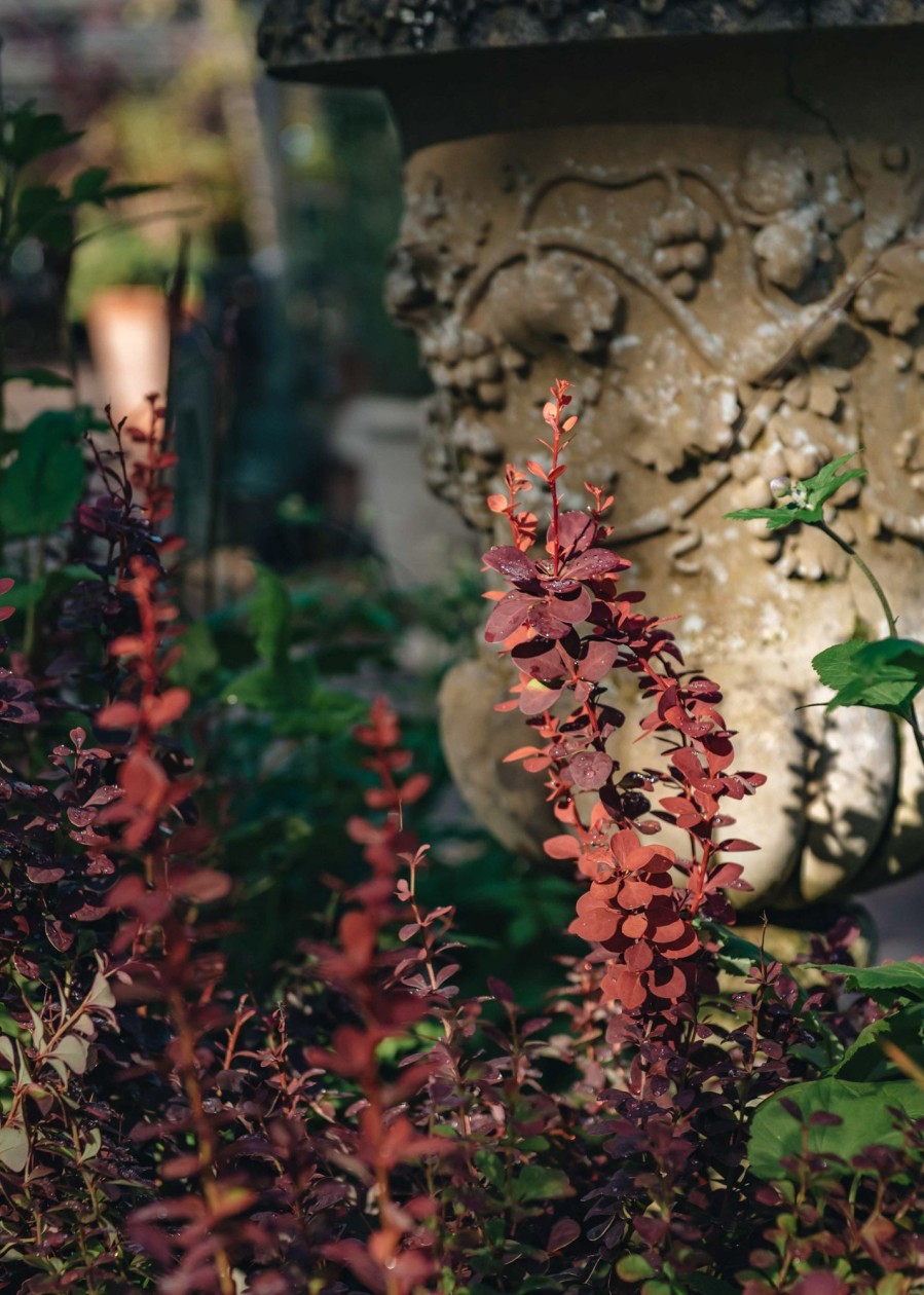 Plants Berberis Pollinator Garden | Berberis Thunbergii Orange Rocket