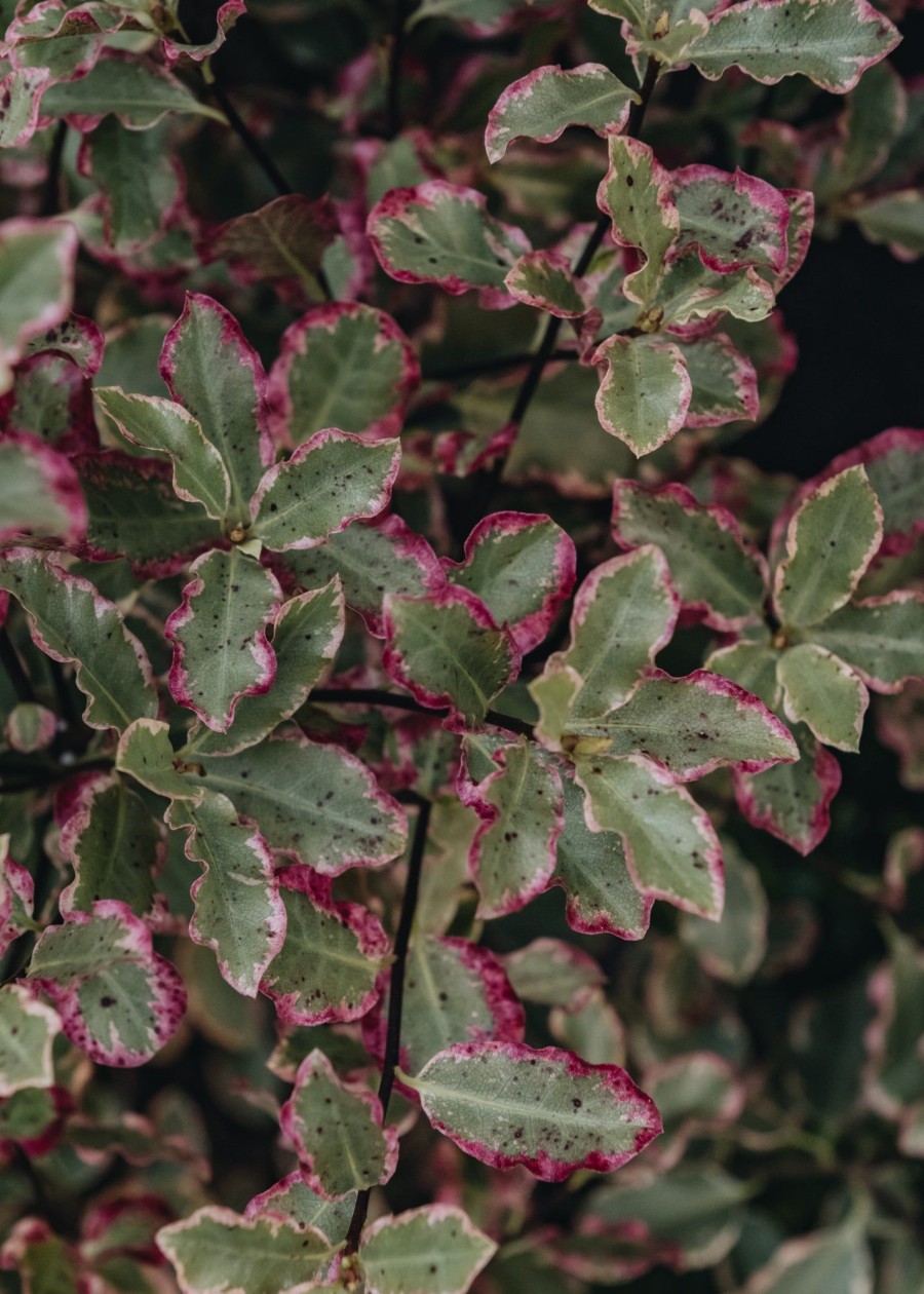 Plants Pittosporum Winter Garden | Pittosporum Tenufolium Elizabeth 3L