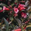 Plants Weigela Cottage Garden | Weigela Wine And Roses