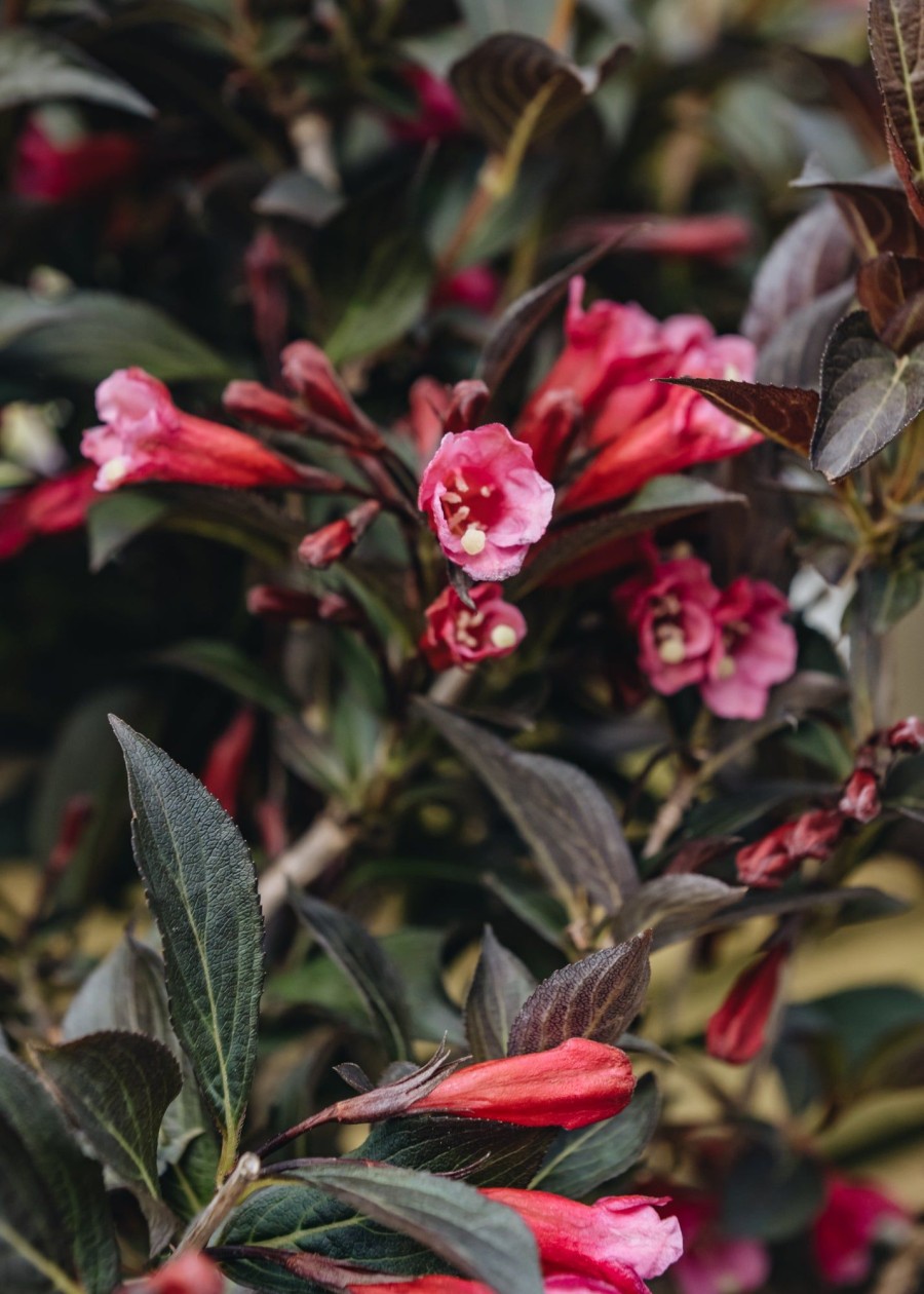 Plants Weigela Cottage Garden | Weigela Wine And Roses