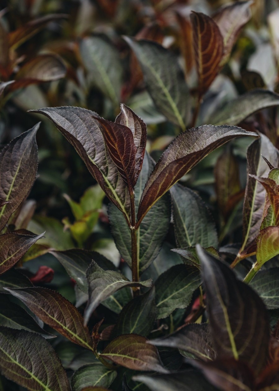 Plants Weigela Cottage Garden | Weigela Wine And Roses