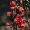 Plants Chaenomeles Pollinator Garden | Chaenomeles Speciosa Rubra