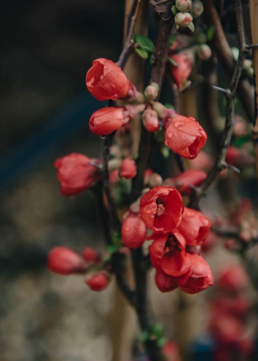 Plants Chaenomeles Pollinator Garden | Chaenomeles Speciosa Rubra