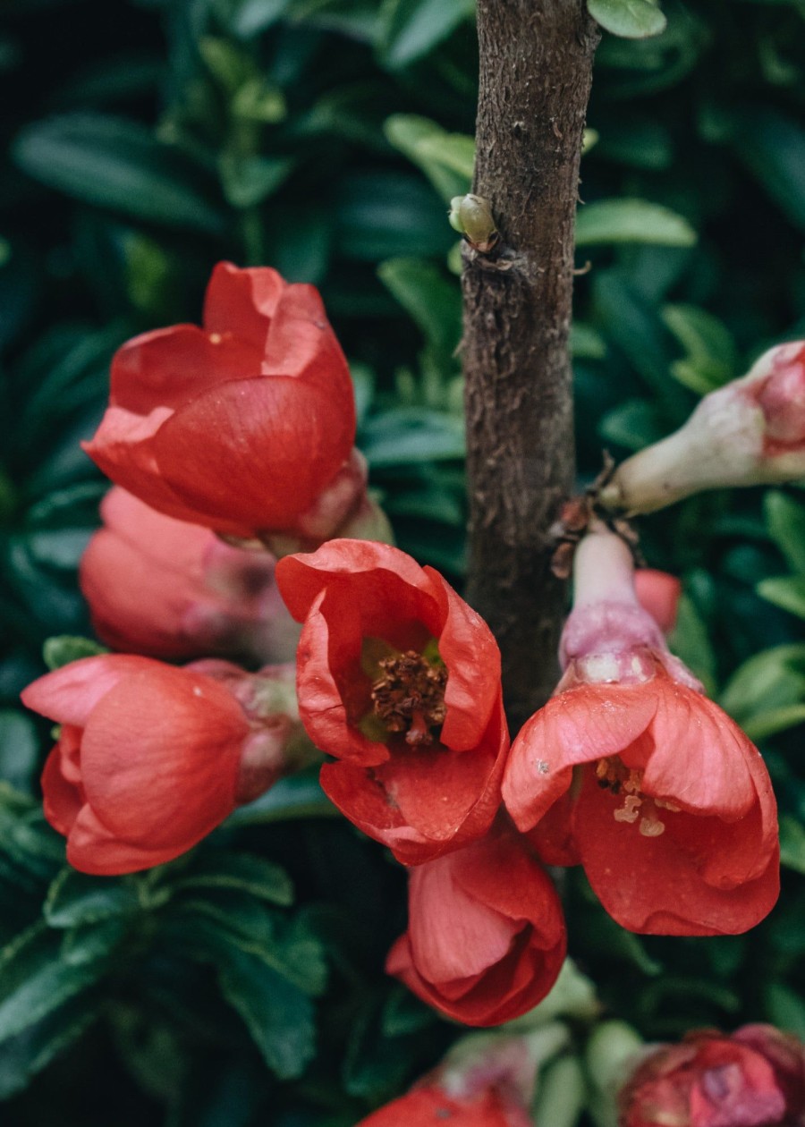 Plants Chaenomeles Pollinator Garden | Chaenomeles Speciosa Rubra