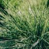 Plants Festuca Prairie Garden | Festuca Glauca Intense Blue