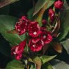 Plants Weigela Cottage Garden | Weigela All Summer Red